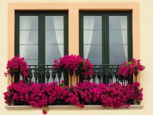 Balkonowe kwiaty do cienia