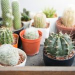 Kaktusy w domu i w ogrodzie zimą – o czym pamiętać przy uprawie?